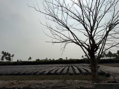 麟洛大面積一般農牧用地 | 屏東縣麟洛鄉農地